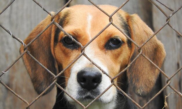 Why Professional Dog Boarding Keeps Pets Safe and Healthy