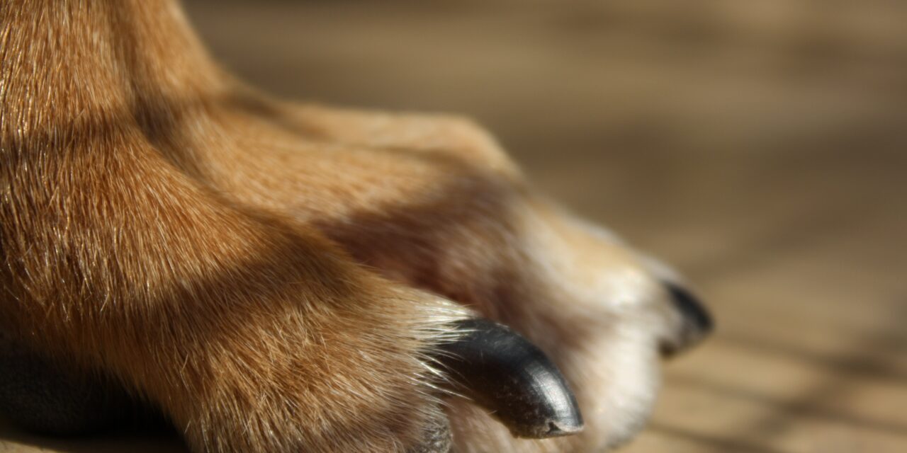 The Importance of Regularly Trimming Your Dog’s Nails