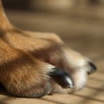 The Importance of Regularly Trimming Your Dog’s Nails