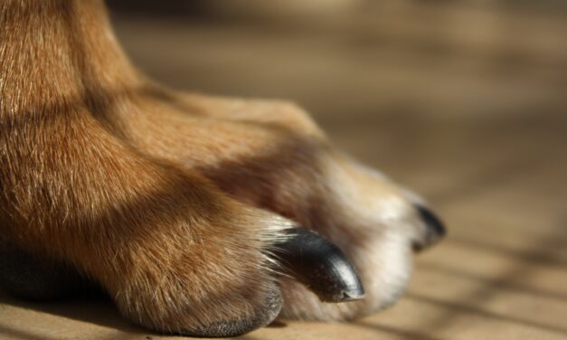 The Importance of Regularly Trimming Your Dog’s Nails