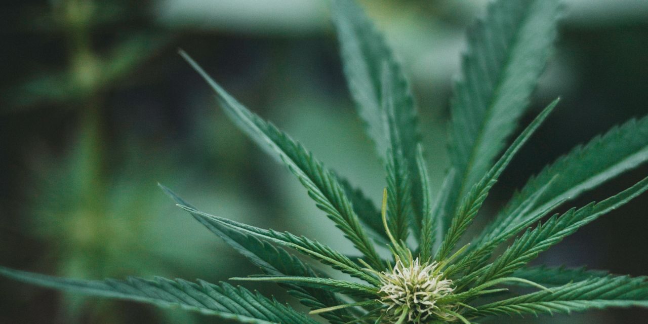 Maryland’s Concentrate Buyers Are Learning What Canada Already Knows About Live Resin