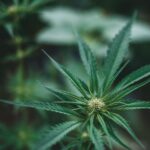 Maryland’s Concentrate Buyers Are Learning What Canada Already Knows About Live Resin