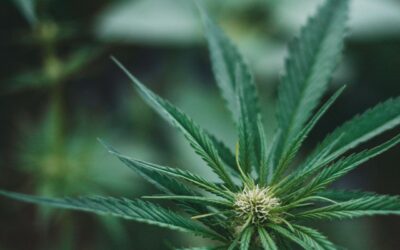 Maryland’s Concentrate Buyers Are Learning What Canada Already Knows About Live Resin