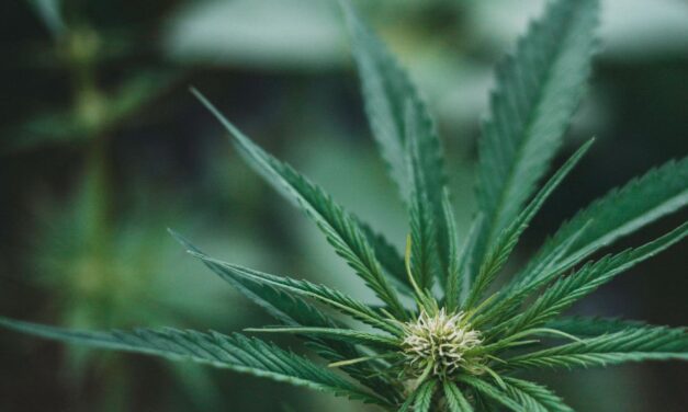 Maryland’s Concentrate Buyers Are Learning What Canada Already Knows About Live Resin